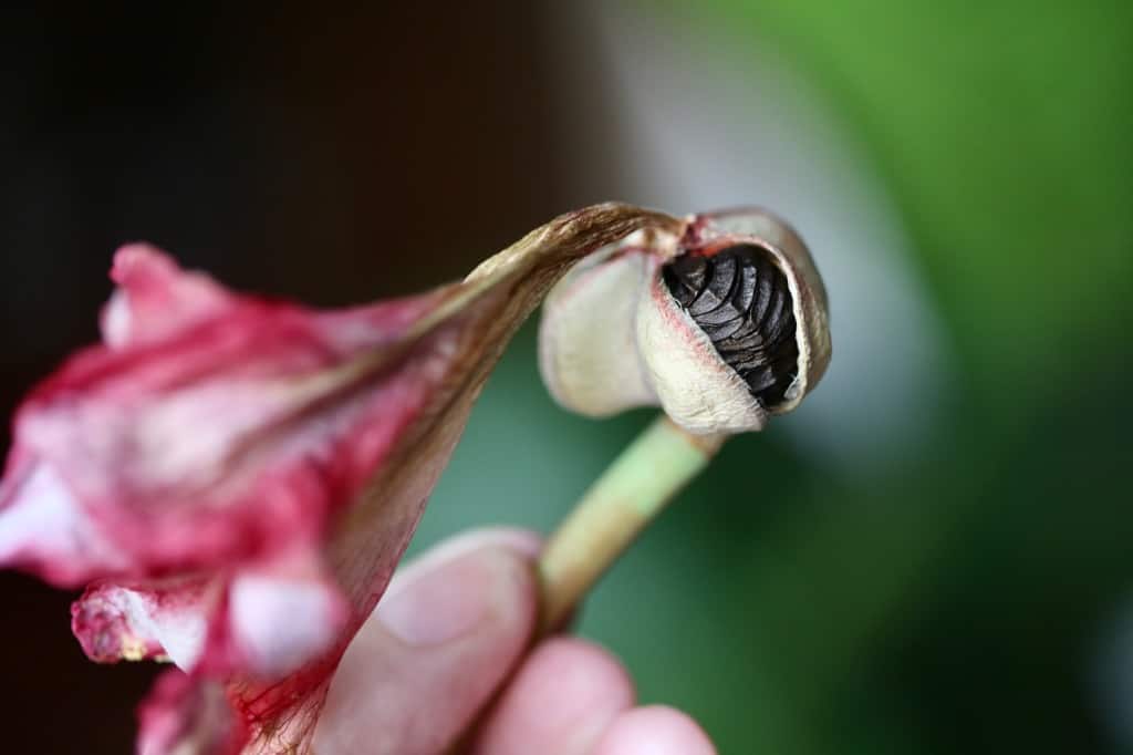 a hand holding an amaryllis seed pod splitting open to reveal the seeds inside