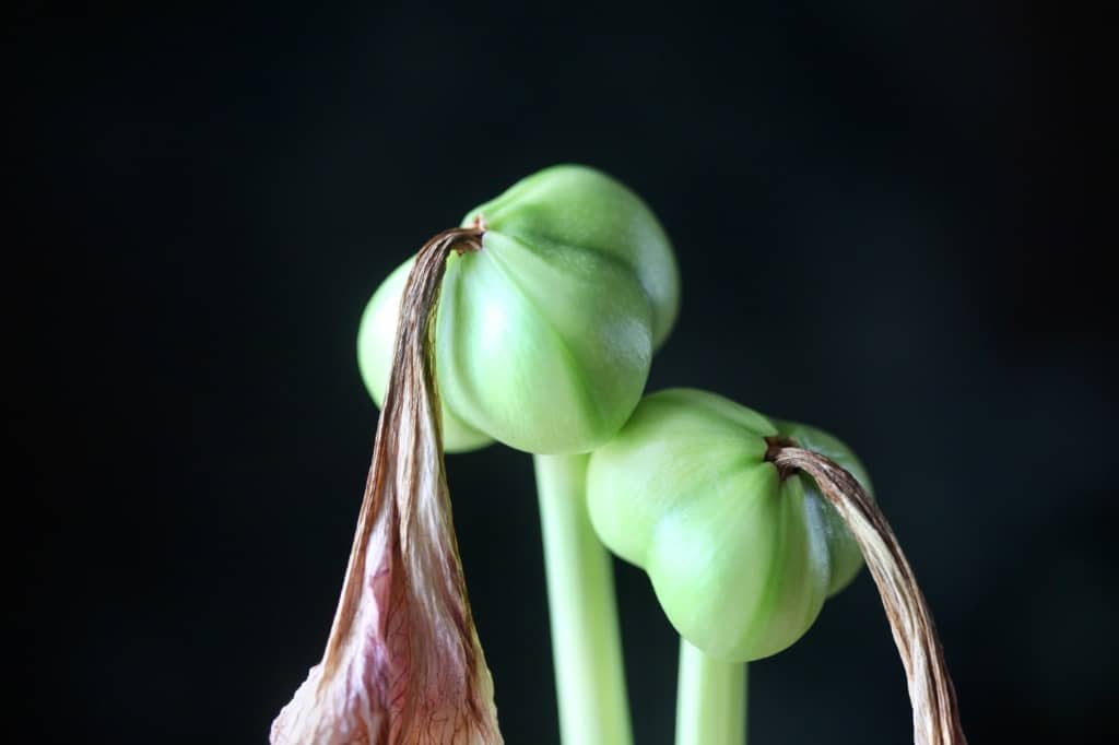 amaryllis seed pods are green 