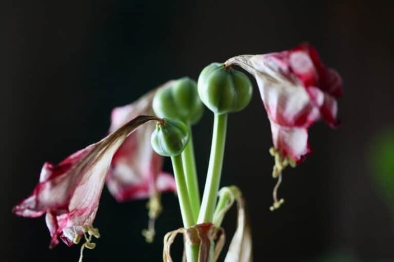 How To Grow Amaryllis From Seed Farmhouse & Blooms