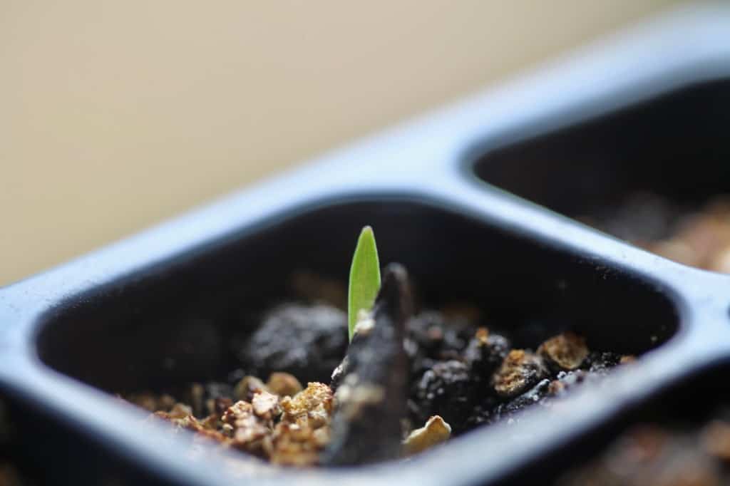 an amaryllis seed germinating