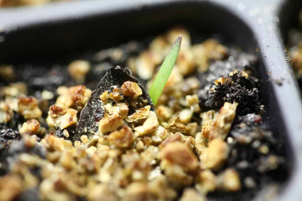 amaryllis seedling beginning to grow in a cell tray
