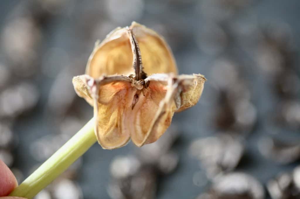 an empty amaryllis seed pod, after removal of seeds