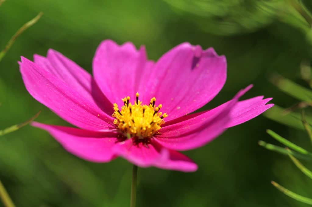 a pink cosmos flower against a blurred green background