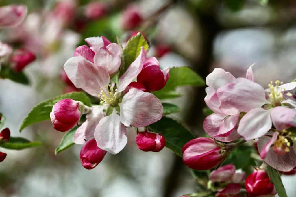 apple blossoms on an apple tree in early spring, for a list of edible flowers with pictures