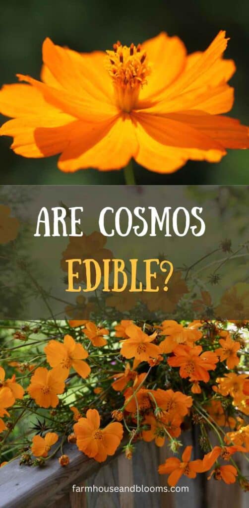 are cosmos edible?- pinterest pin