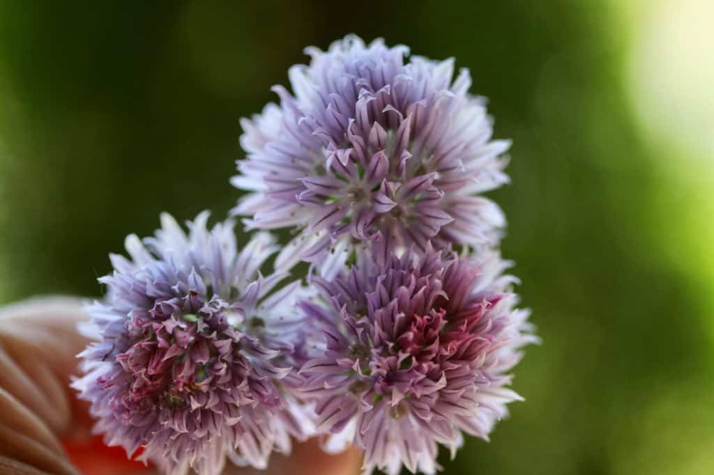 chive flowers, with a closeup of the individual blossoms on the flower head