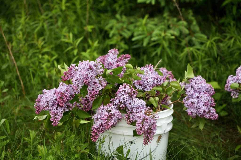 conditioning lilac flowers in a bucket of water