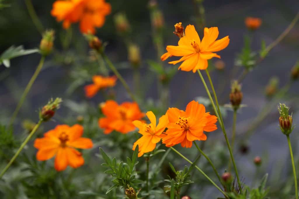 orange cosmos in the garden