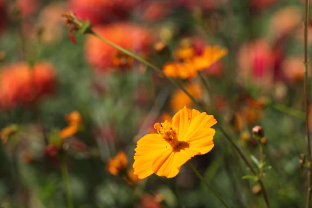 cosmos sulphureus in the garden