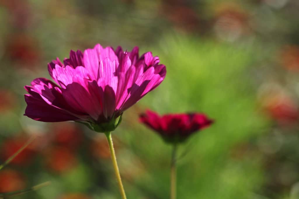 cosmos bipinnatus flowers in the garden