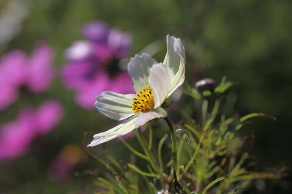 a pale yellow cosmos bloom in the garden