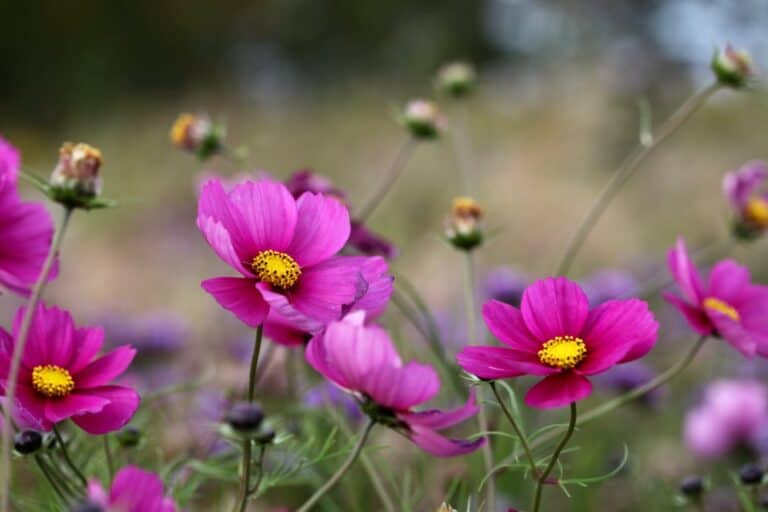 Spring Cosmos Are Cosmos Perennials? | Farmhouse & Blooms