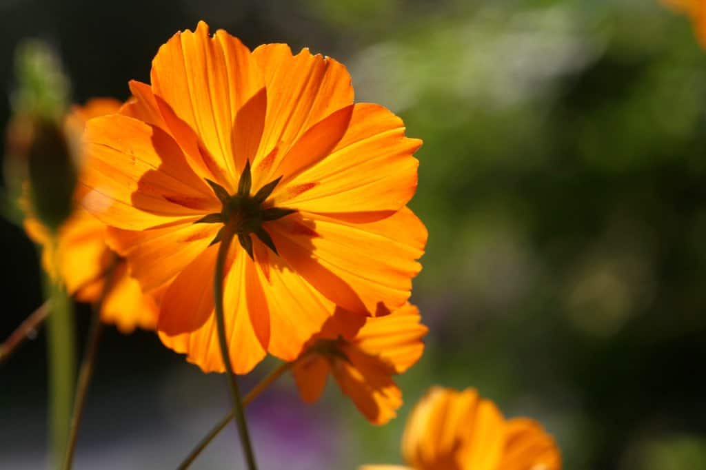 cosmos sulphureus flowers glowing in the sunlight