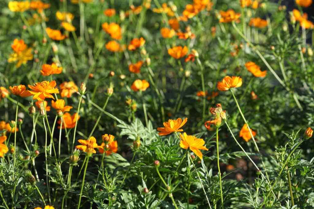 orange cosmos sulphureus flowers in the garden