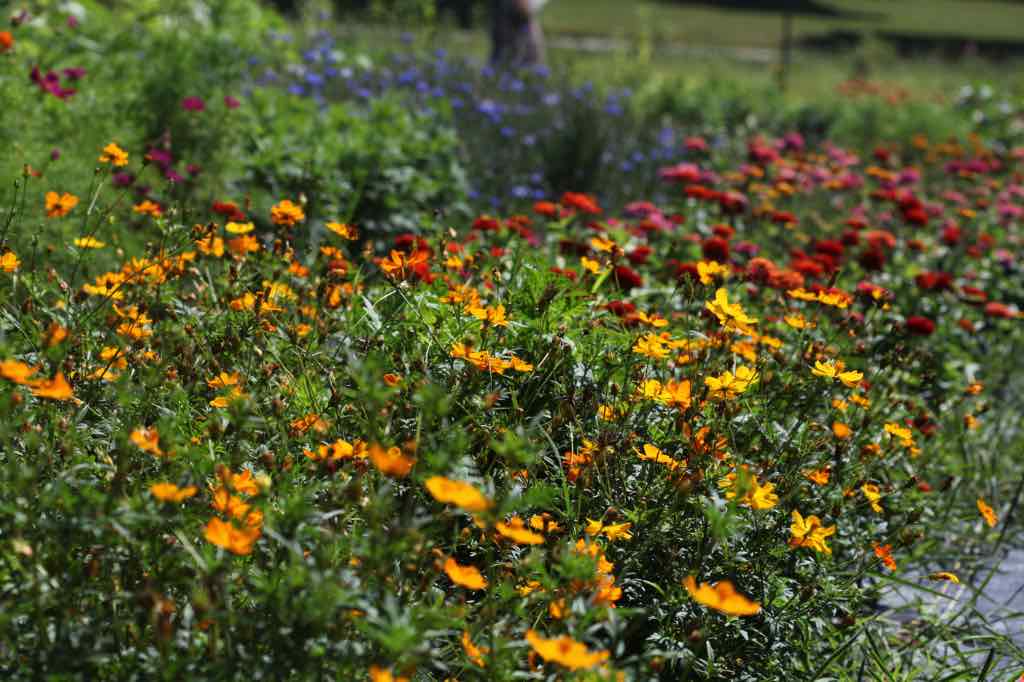 a garden full of colorful flowers