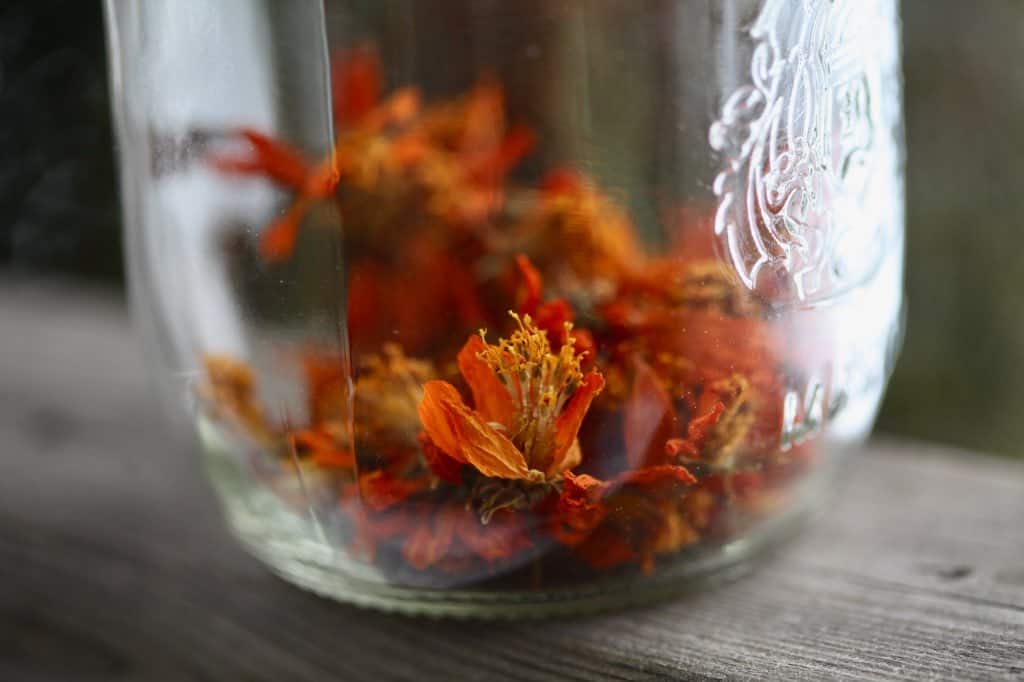 dried cosmos sulphureus flowers in a mason jar