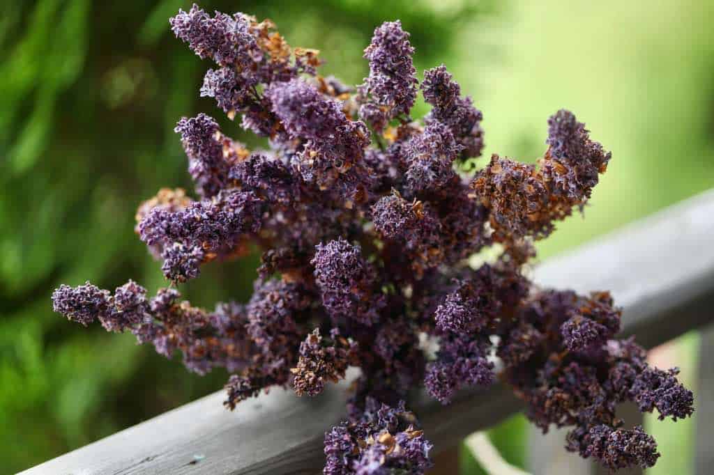 a bouquet of dried lilacs on a wooden railing