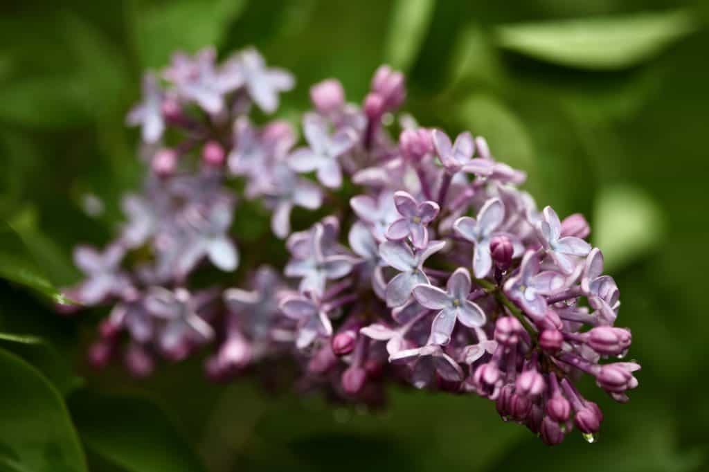 a purple lilac flower on the bush