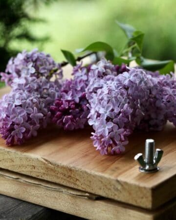 lilac flowers on top of a flower press