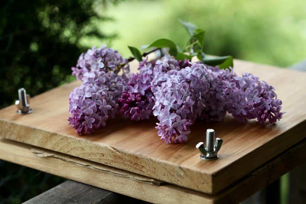 fresh purple lilac flowers on top of a flower press, used to dry lilacs