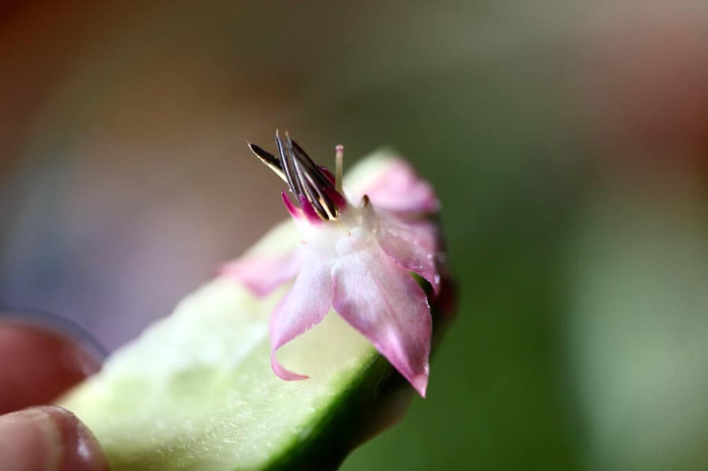 a pink borage flower