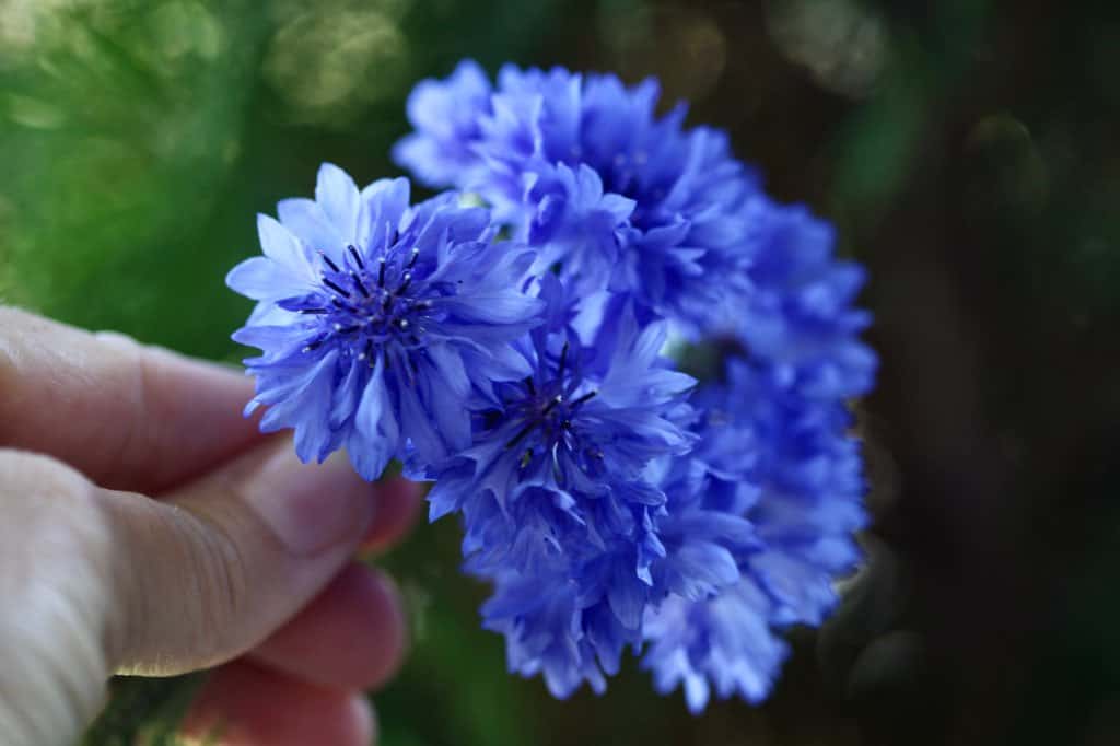 a hand holding freshly picked edible blue bachelor button flowers