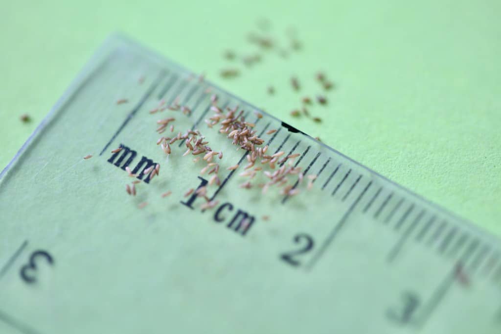fireweed seeds on a ruler for winter sowing