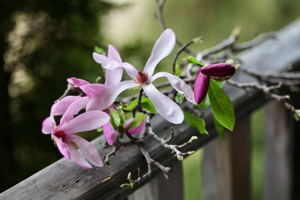 freshly blooming pink magnolia flowers, on a wooden railing, for a list of edible flowers with pictures
