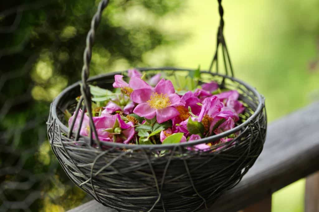freshly harvested wild roses and rose petals in a metal basket on a wooden railing, for a list of edible flowers with pictures