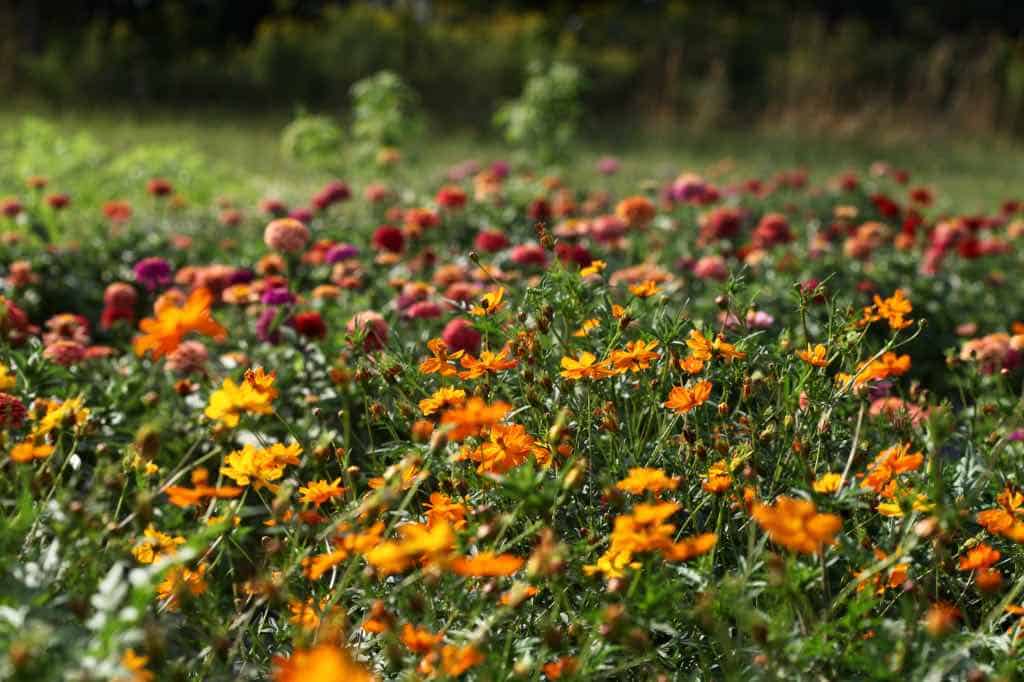 cosmos sulphureous growing in a sunny location in the garden