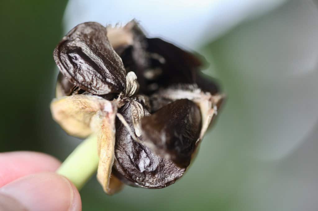 a mature amaryllis seed pod