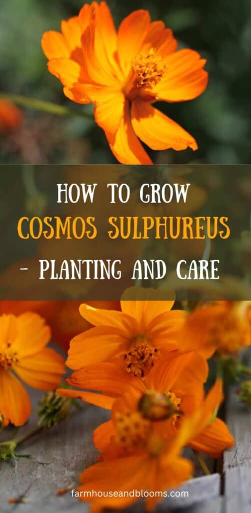 How To Grow Cosmos Sulphureus- Pinterest pin