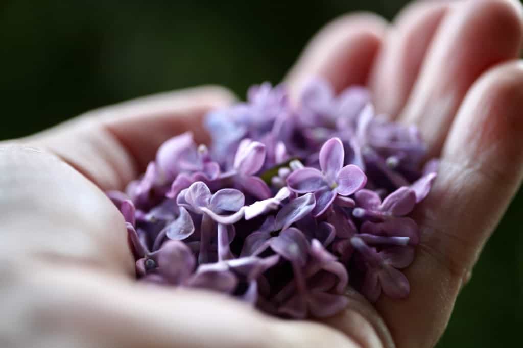 a hand holding lilac blossoms