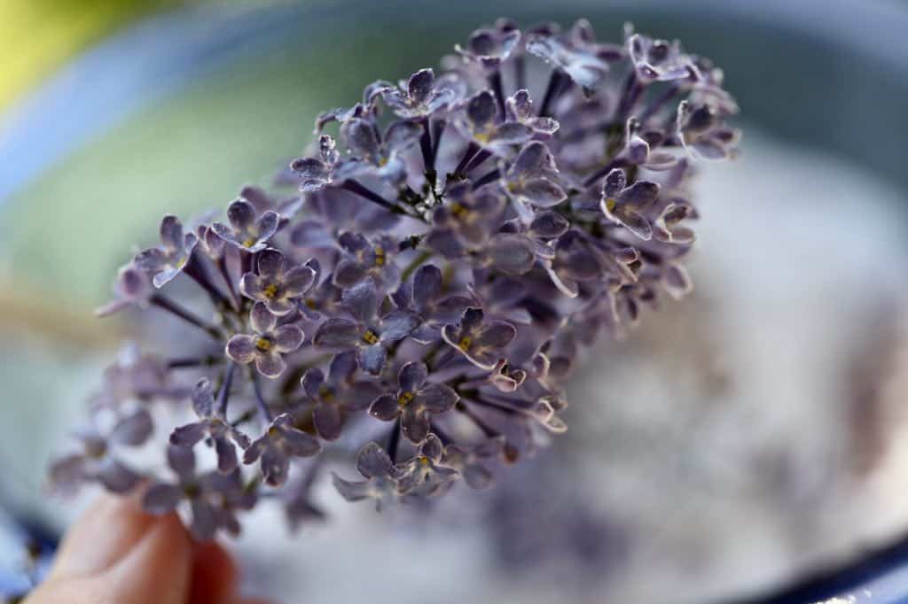 lilac dried in silica gel