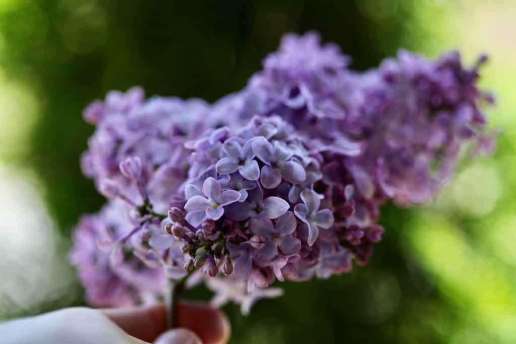 a purple lilac flower against a green background