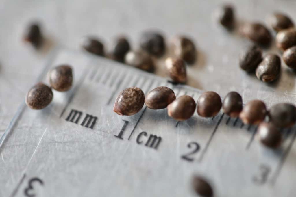 lupine seeds on a ruler, for winter sowing