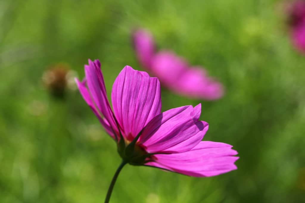 a pink cosmos flower in the garden