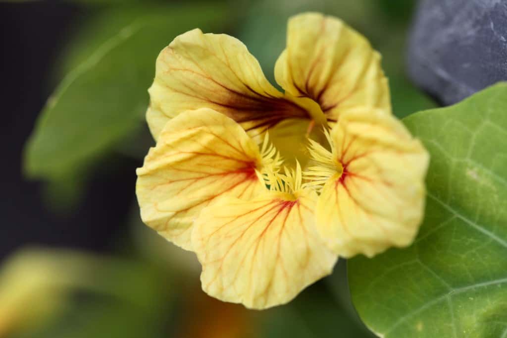 a yellow nasturtium flower, for a list of edible flowers with pictures