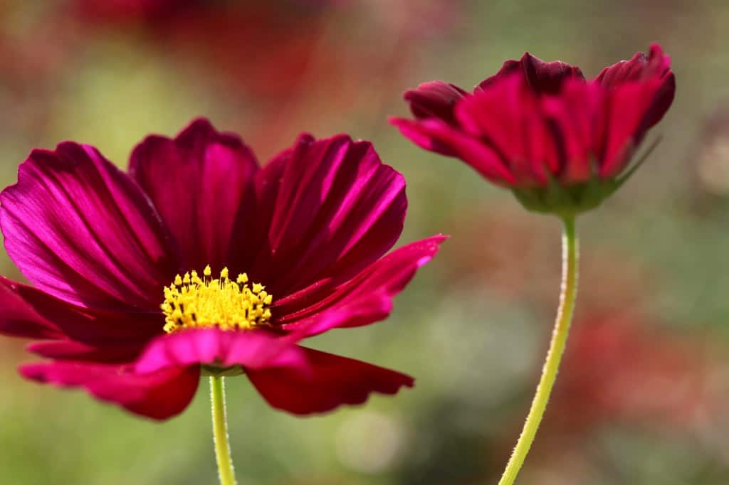 two pink cosmos flowers in the garden