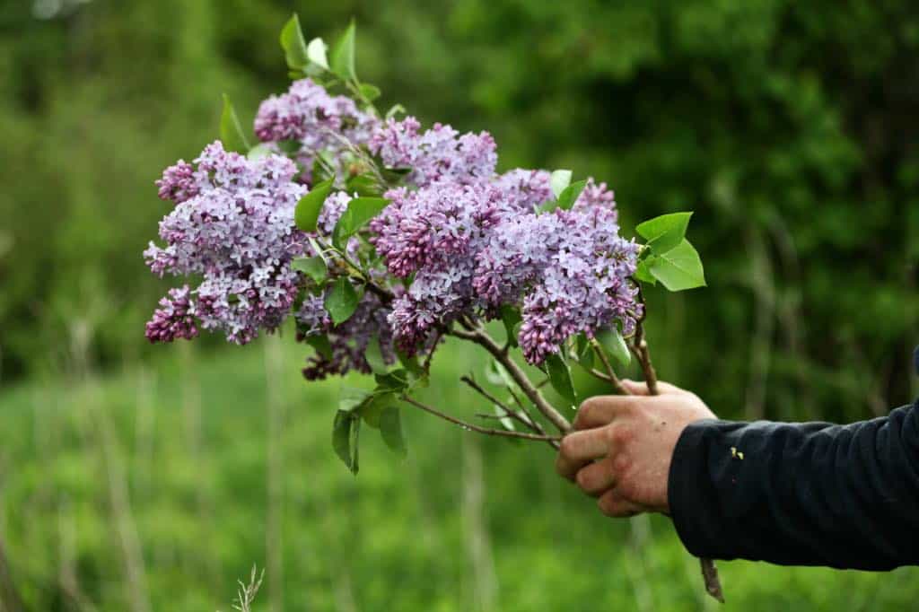 a hand holding a freshly cut bouquet of lilac stems