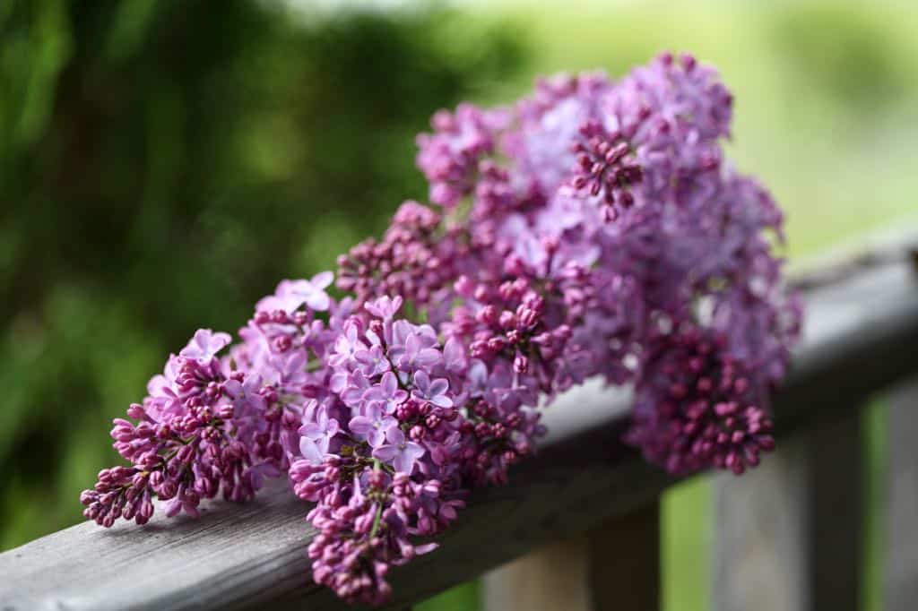 lilac blooms on a wooden railing