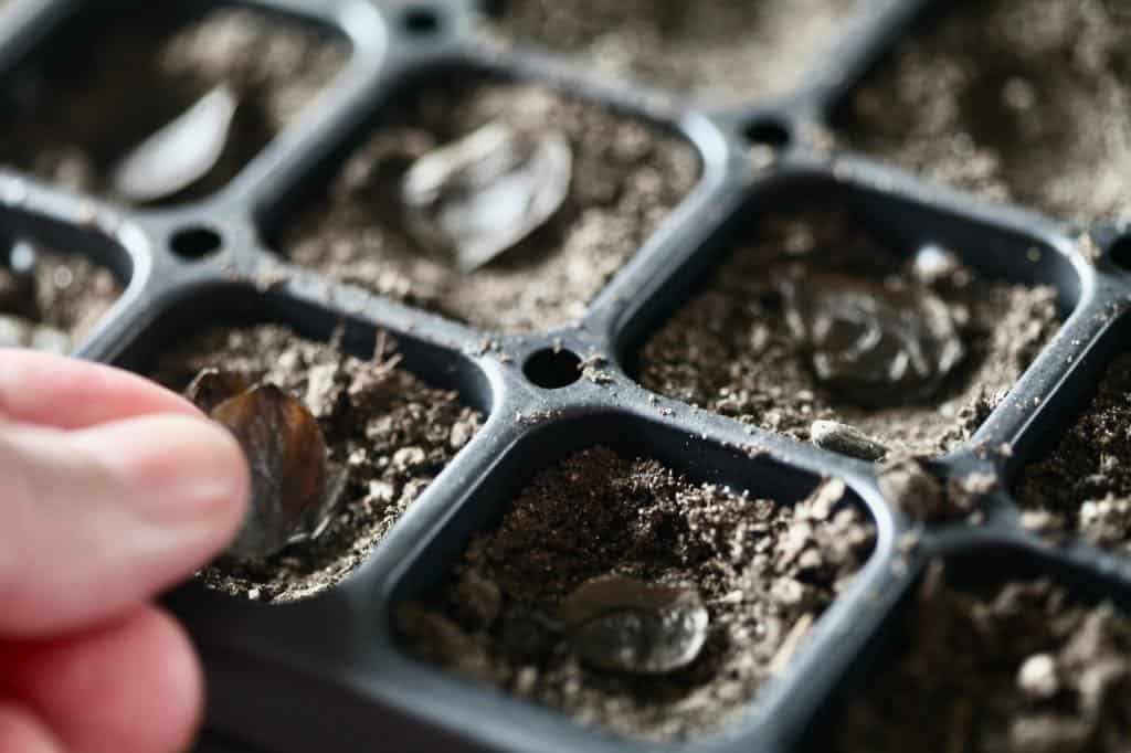 placing amaryllis seeds into individual cells in a seed tray