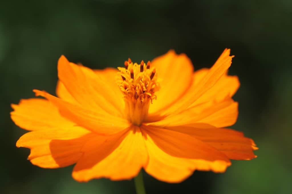 a bright orange cosmos flower