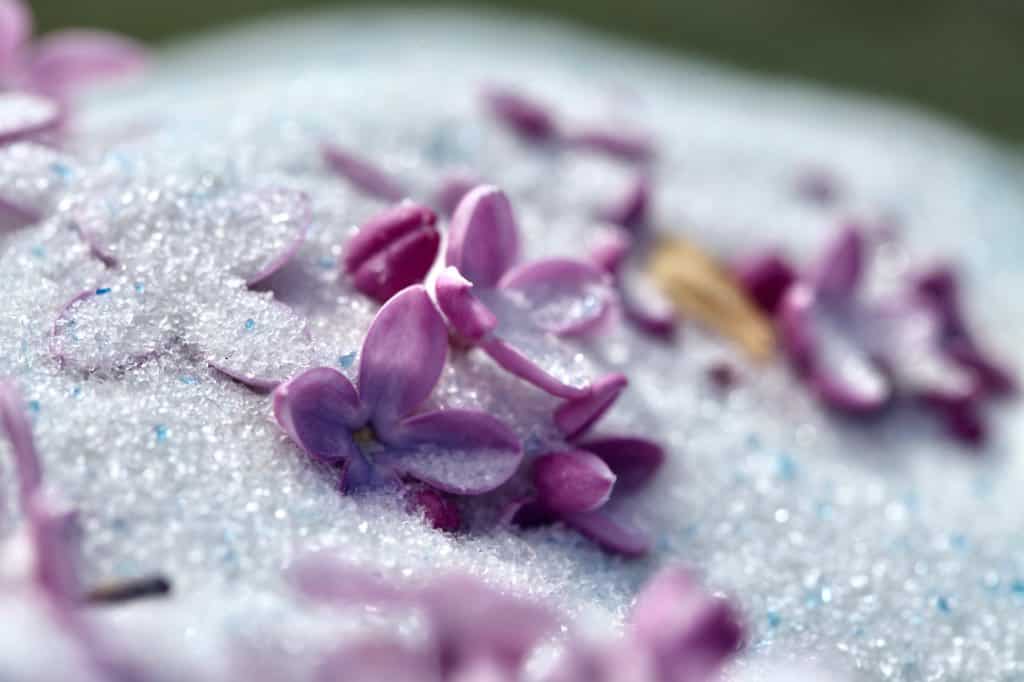 preparing lilacs for drying in silica gel