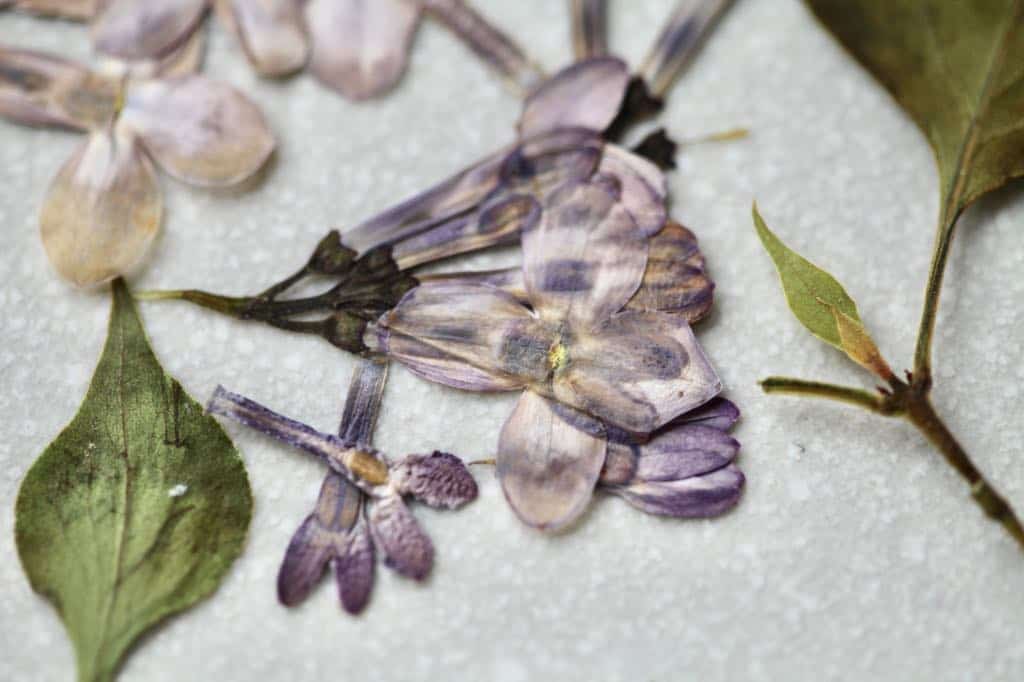 pressed lilac blossoms and leaves