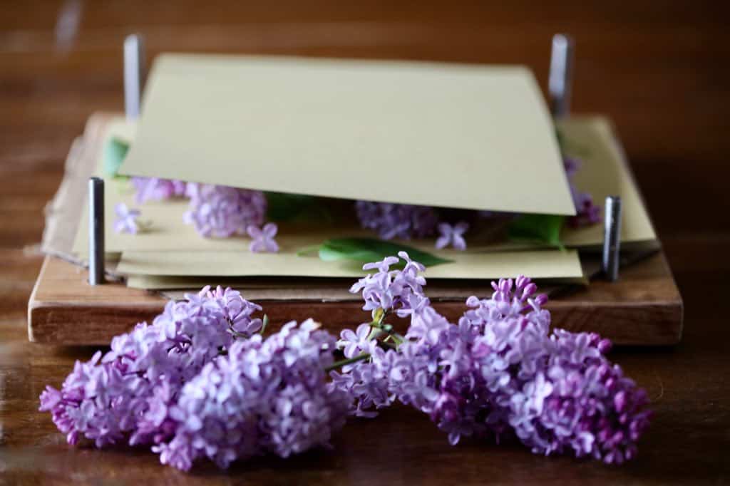 pressing lilacs in a wooden flower press