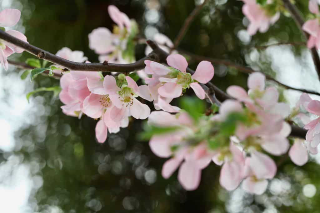 quince flowers on branches