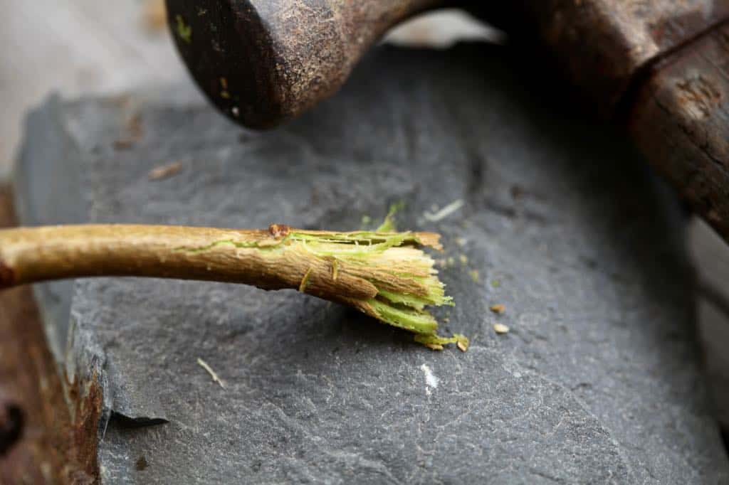 a lilac stem on a black rock next to a hammer, which smashed the base of the stem