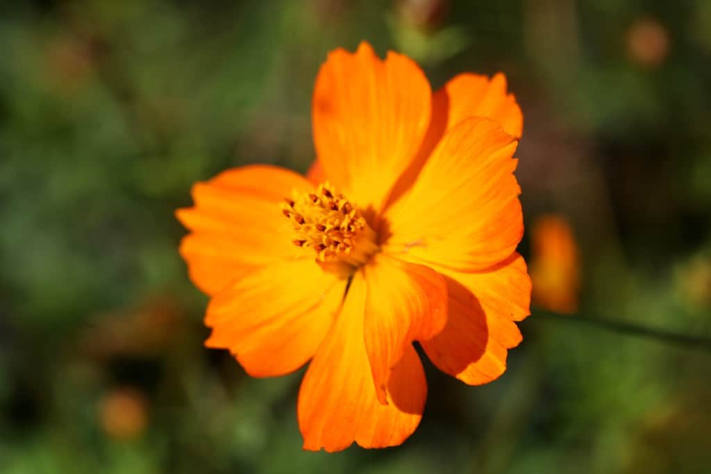some cosmos are edible, including this flower from cosmos sulphureus