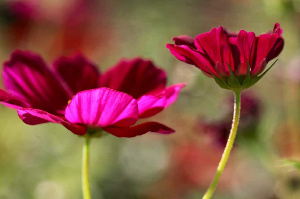 two pink cosmos flowers against a blurred background